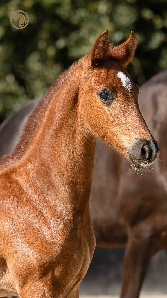 Hengstenveulen (v. Johnson), Animaux & Accessoires, Chevaux, Étalon, Ne s'applique pas, 0 à 2 ans, Cheval de dressage