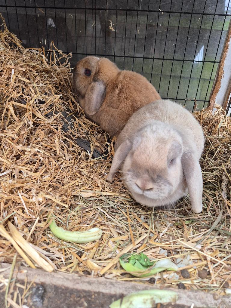 Koppeltje minilop konijntjes, Dieren en Toebehoren, Klein, 0 tot 2 jaar