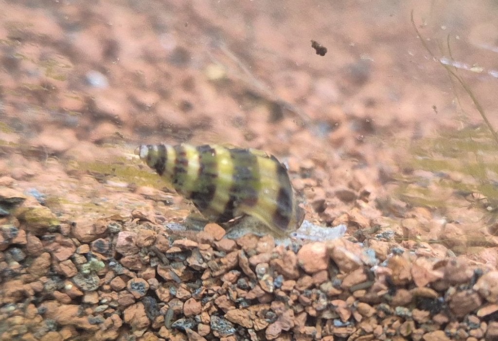 Helena slakken, Escargot ou Mollusque, Poisson d'eau douce