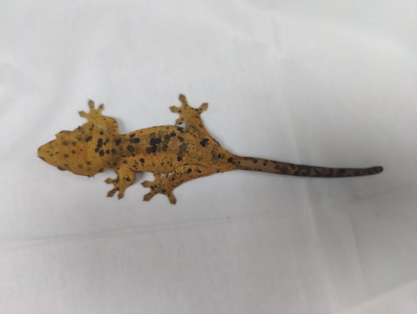 Inkspot wimpergekko vrouw, Dieren en Toebehoren