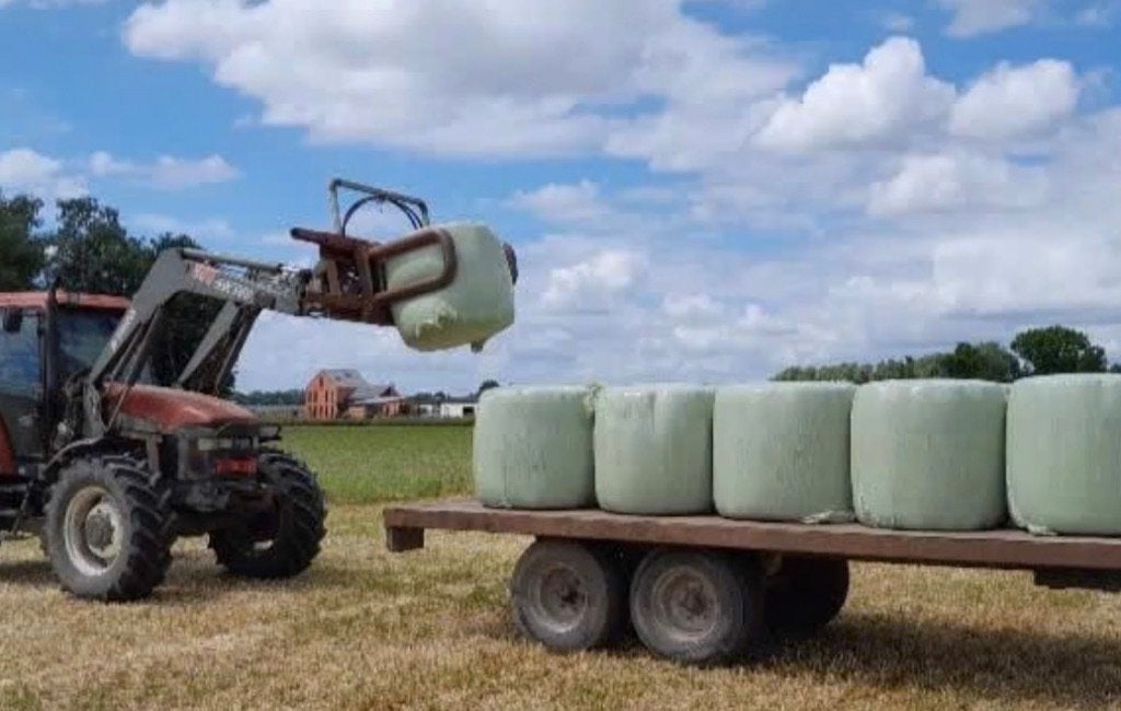 Midi balen gewikkeld hooi, Enlèvement, Bétail
