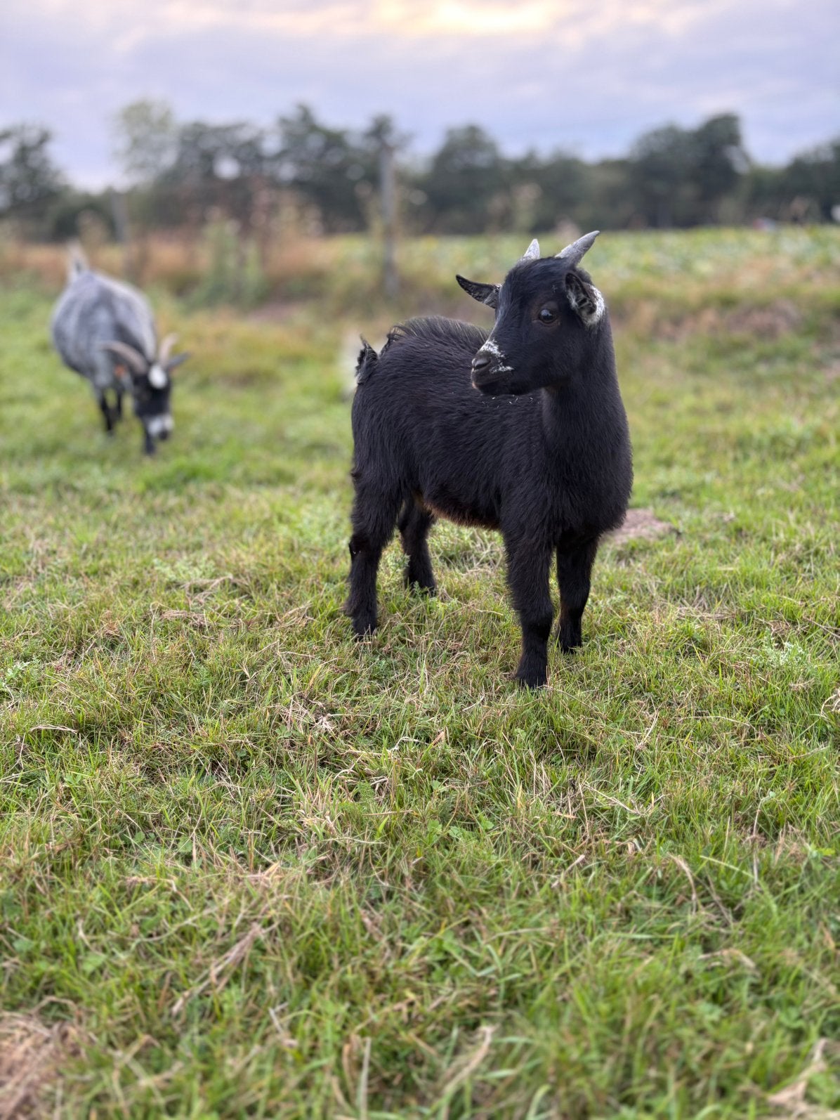Dwerggeiten bokje, Dieren en Toebehoren, Mannelijk, Geit, 0 tot 2 jaar