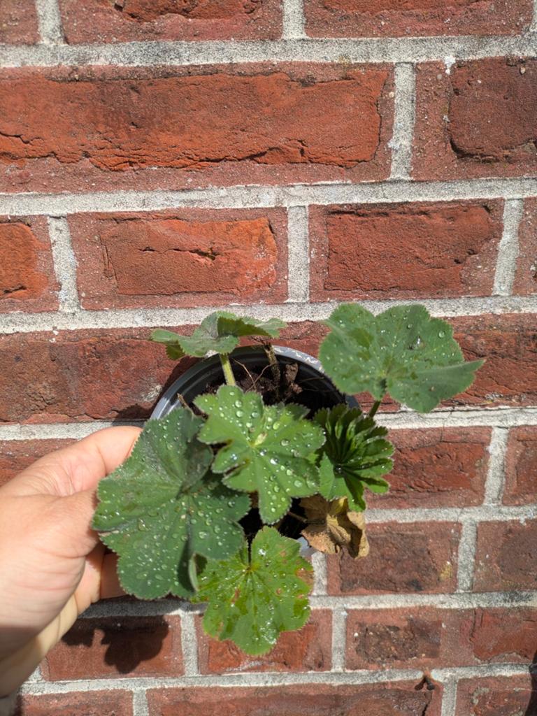 Vrouwemantel (plant), Tuin en Terras, Ophalen