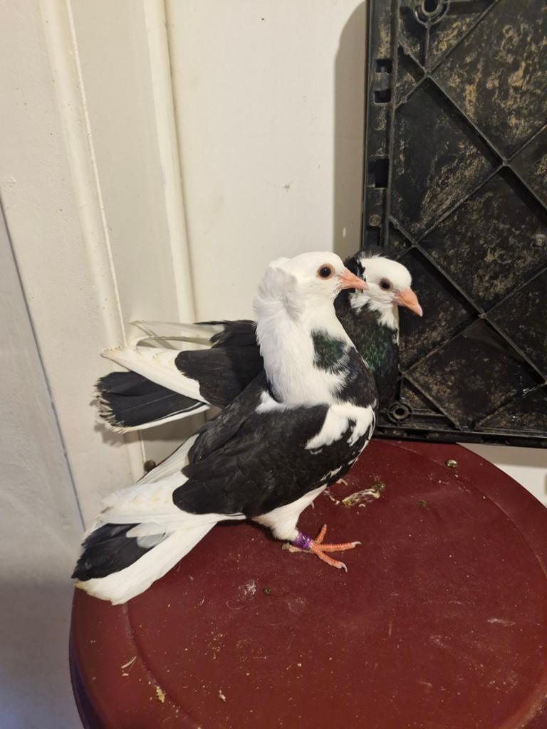 Pigeon couple