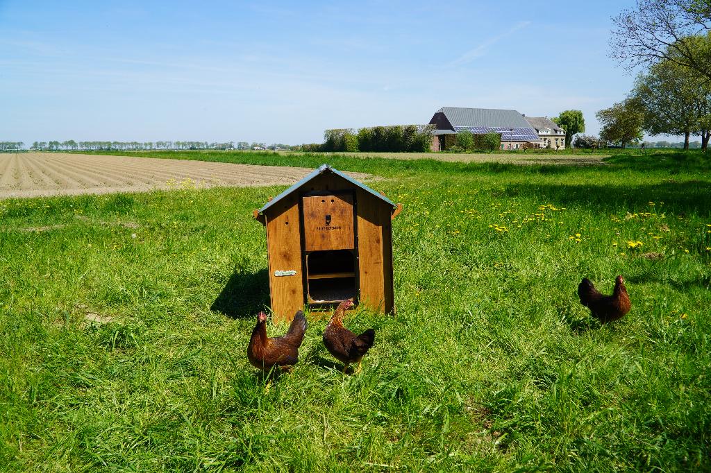 Trespa Kippenhok Cucciolotta Classic L | Grondmodel, Animaux & Accessoires, Enlèvement ou Envoi