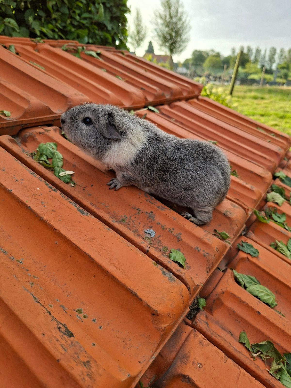 Rex zeugje te koop, Dieren en Toebehoren, Knaagdieren, Maart, Vrouwelijk, Cavia