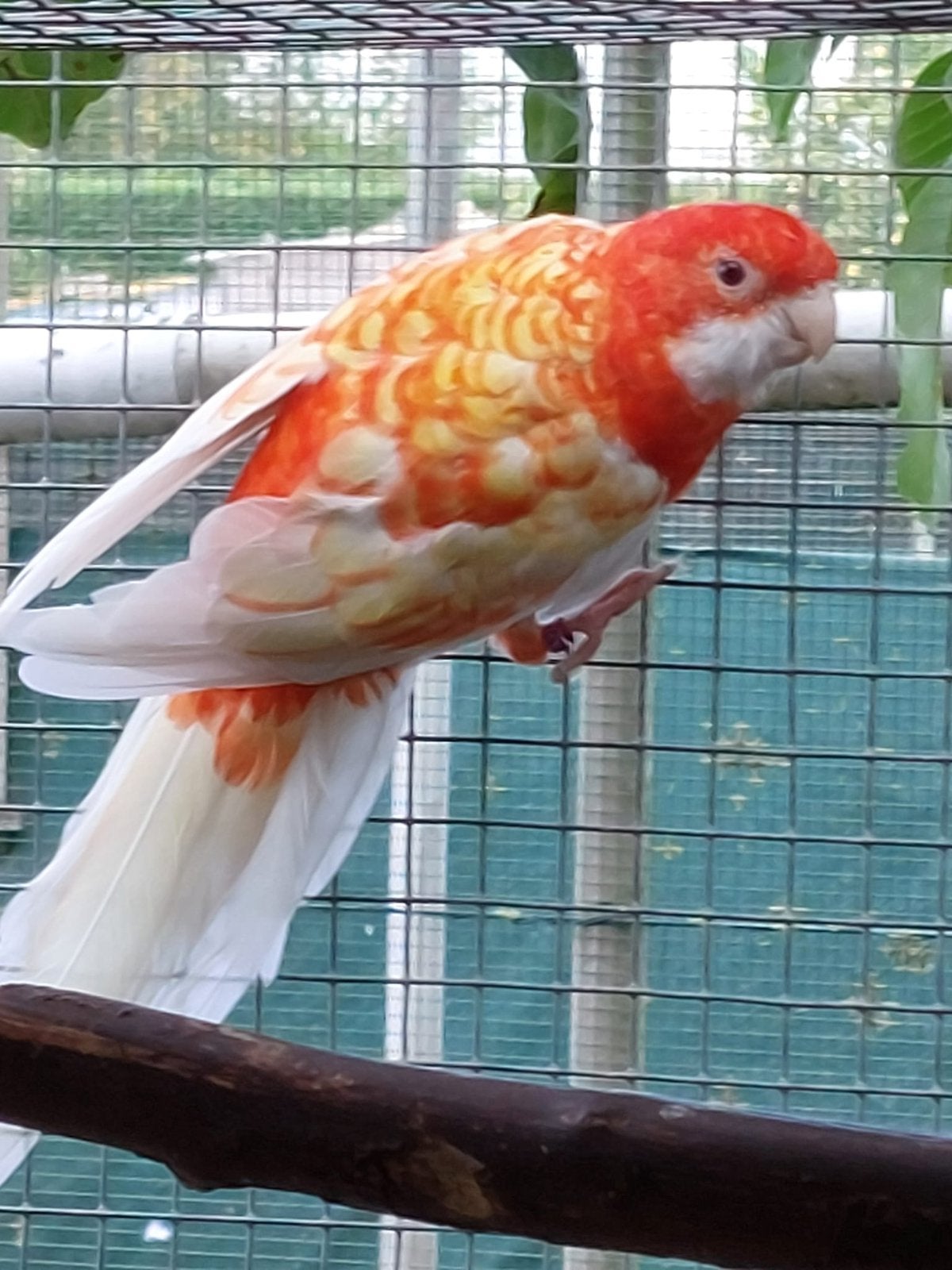Fanion orange en forme d'encre, Animaux & Accessoires, Mâle, Perruche, Bagué