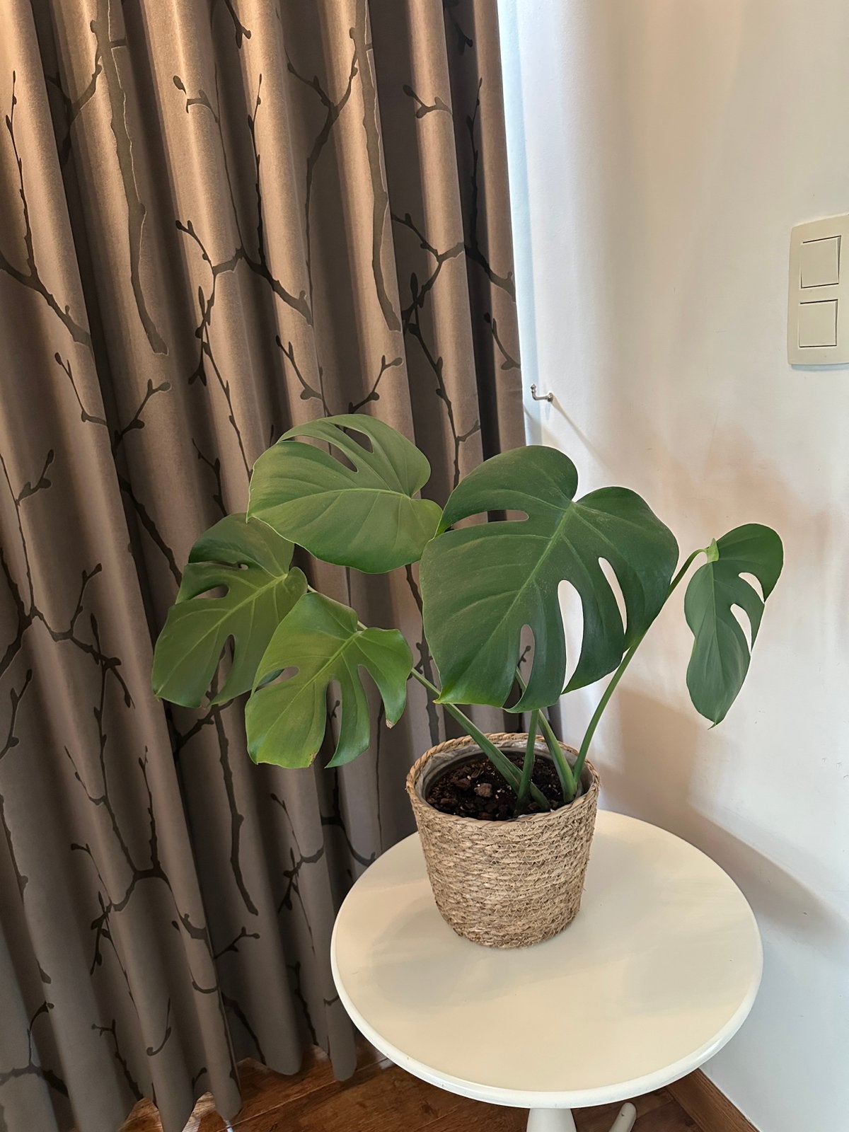 Monstera deliciosa gatenplant plant met bloempot + binnenpot, Enlèvement
