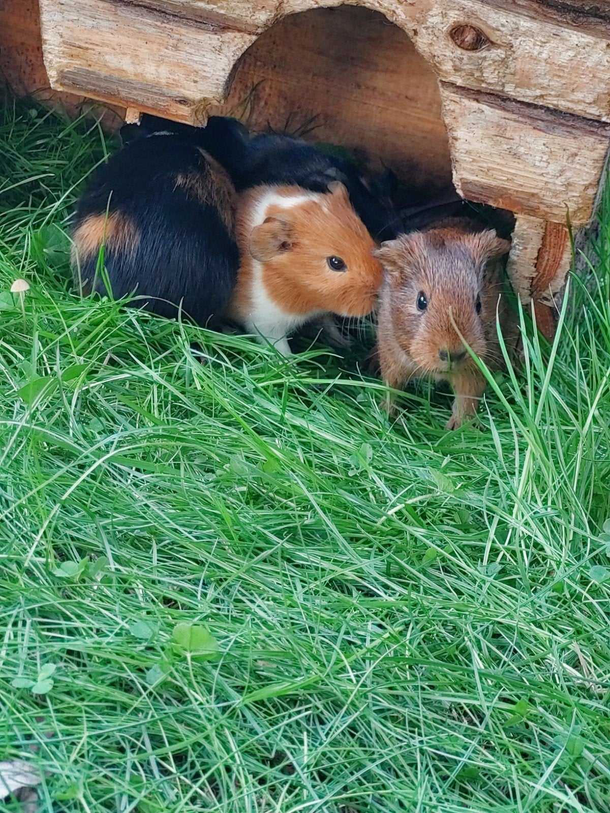 4 baby cavia's geboren op 18 september, Dieren en Toebehoren, September, Meerdere dieren, Cavia