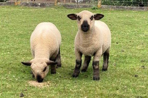Hampshire Down ram lammeren te koop, Dieren en Toebehoren, Mannelijk, Schaap, 0 tot 2 jaar