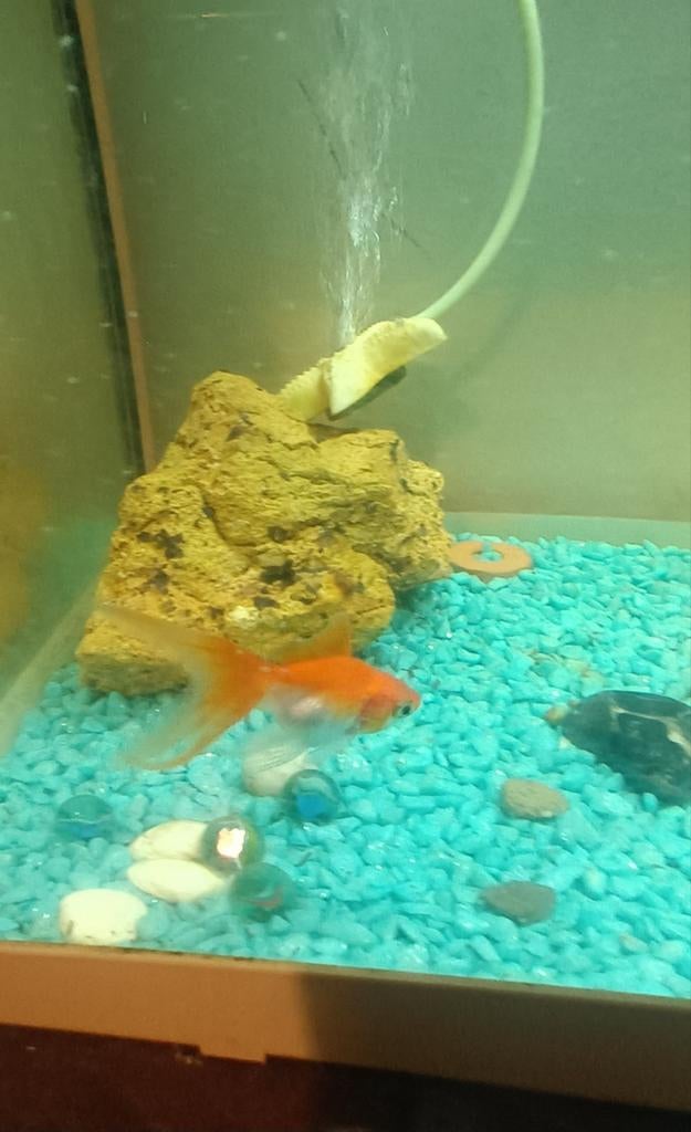 Siervis/goudvis 15 cm