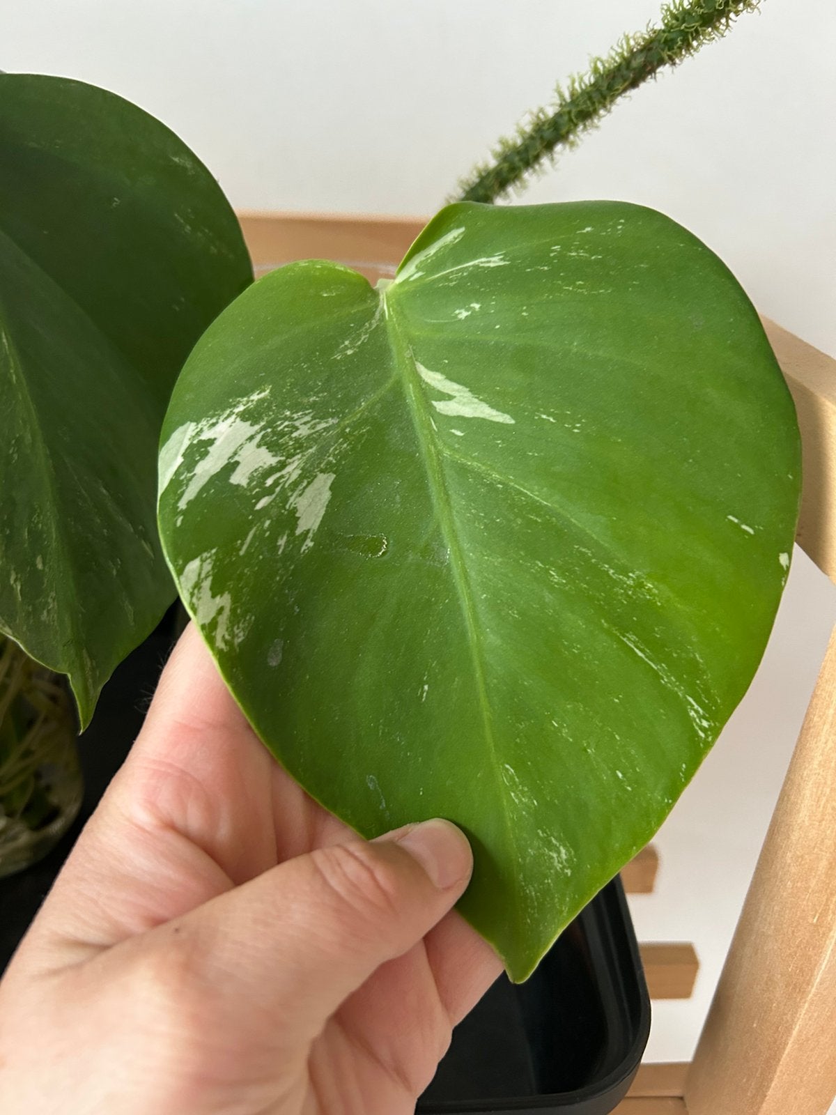 Monstera deliciosa Variegata Albo, Ophalen of Verzenden