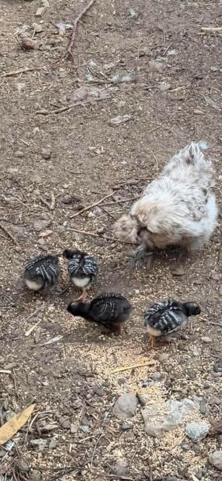 Mechelse koekoek kuikens, Dieren en Toebehoren