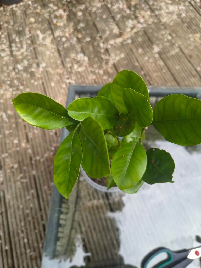 Gestekte citroenplant, Tuin en Terras, Planten | Fruitbomen, Ophalen of Verzenden