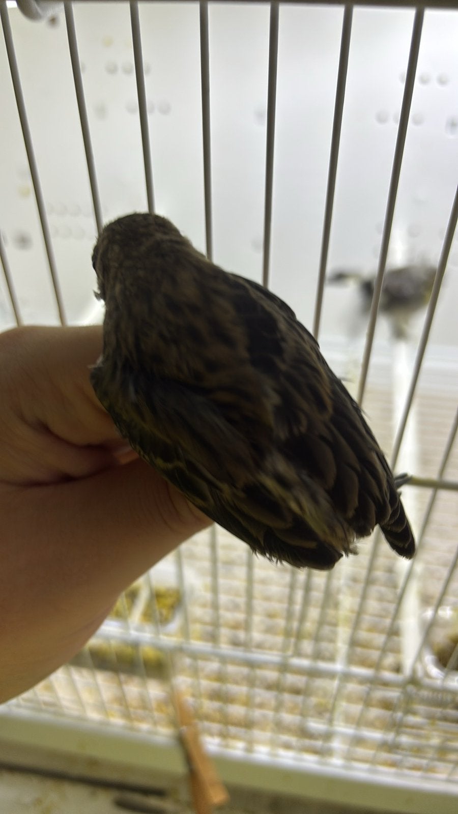 Serin canari, Animaux & Accessoires, Enlèvement
