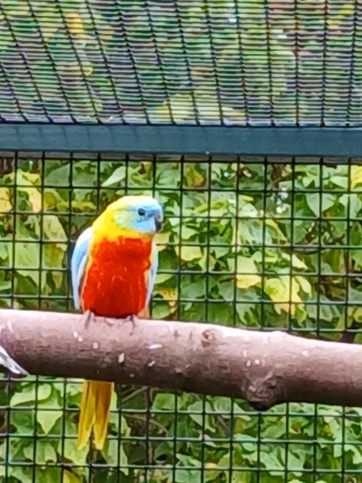 turquosine parkiet, Dieren en Toebehoren, Parkiet, Geringd