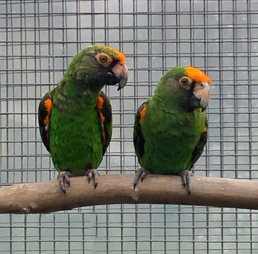 Gevraagd koppel Jardine papegaaien, Plusieurs animaux, Perroquet, Bagué