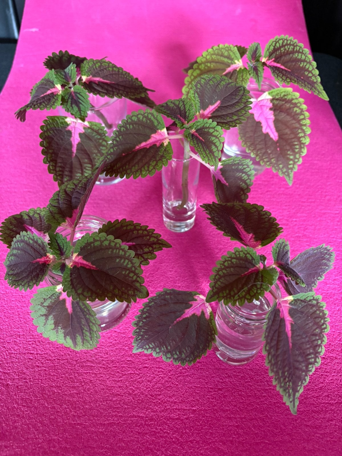 Siernetel stekjes (1€/stuk vanaf 5 plantjes), Ophalen, Overige soorten, Minder dan 100 cm