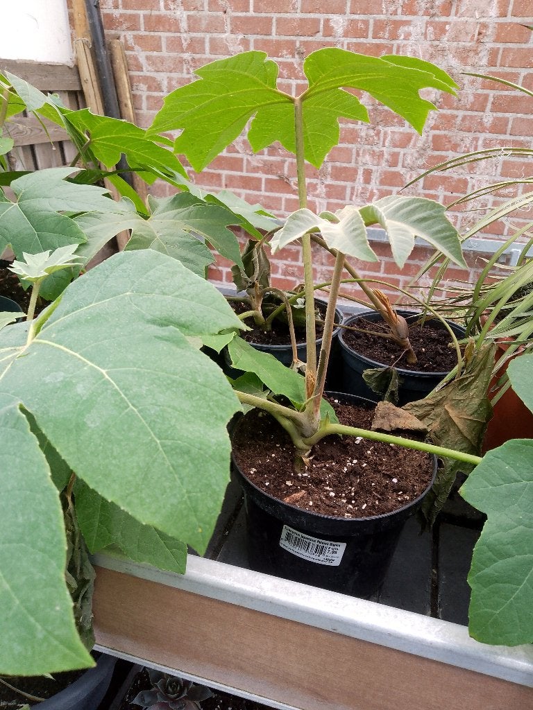 tetrapanax, Tuin en Terras, Planten | Tuinplanten, Ophalen