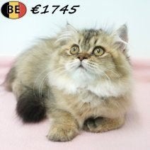 British Longhair à vendre — Douceur et élégance, Plusieurs animaux, Avec puce électronique, 0 à 2 ans