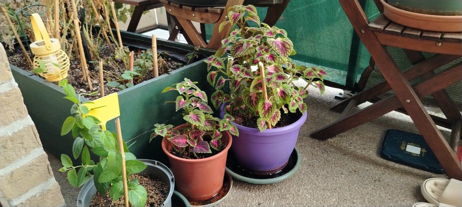 Planten - stekken _ jonge Coleus in potten., Tuin en Terras, Ophalen of Verzenden, Halfschaduw