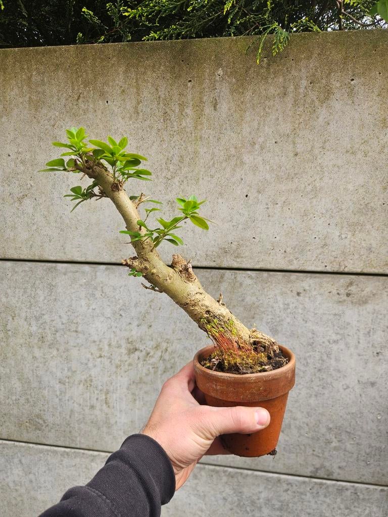 Ligustrum voor binsai, Tuin en Terras, Vaste plant, Halfschaduw, Lente, Ophalen