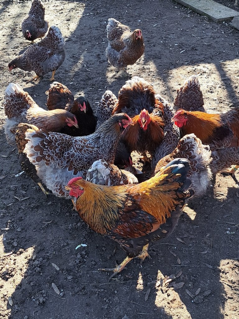 Broedeieren wyandotte goud blauw En goud zwart, Plusieurs animaux, Poule ou poulet
