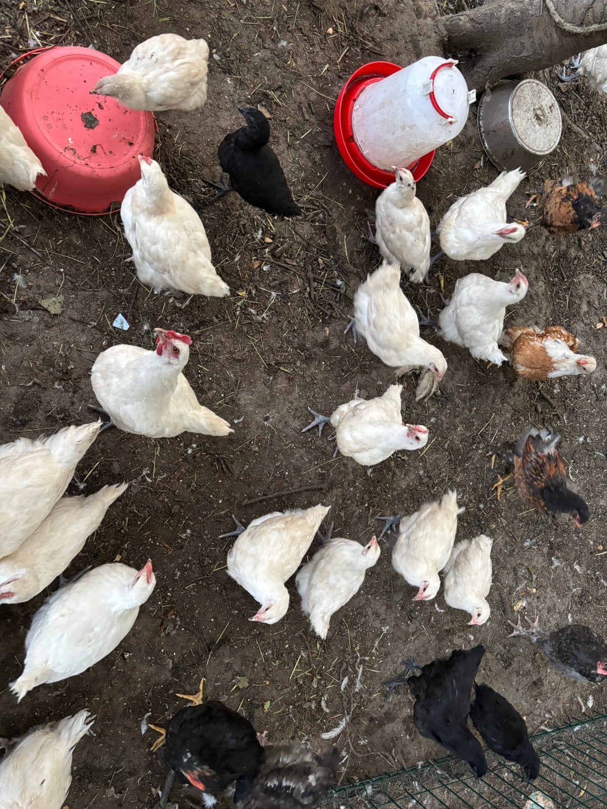 Jonge hennen en hanen poule de bresse, Dieren en Toebehoren