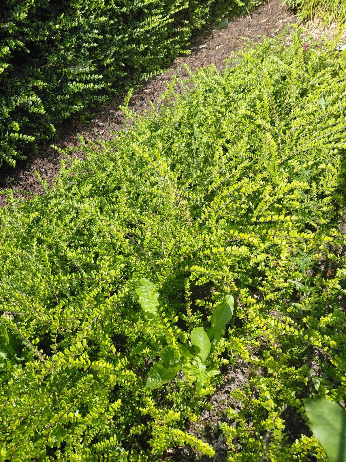 Japanse hulst ( 1 jarige goed geworteld planten), Enlèvement ou Envoi, Buis, Haie