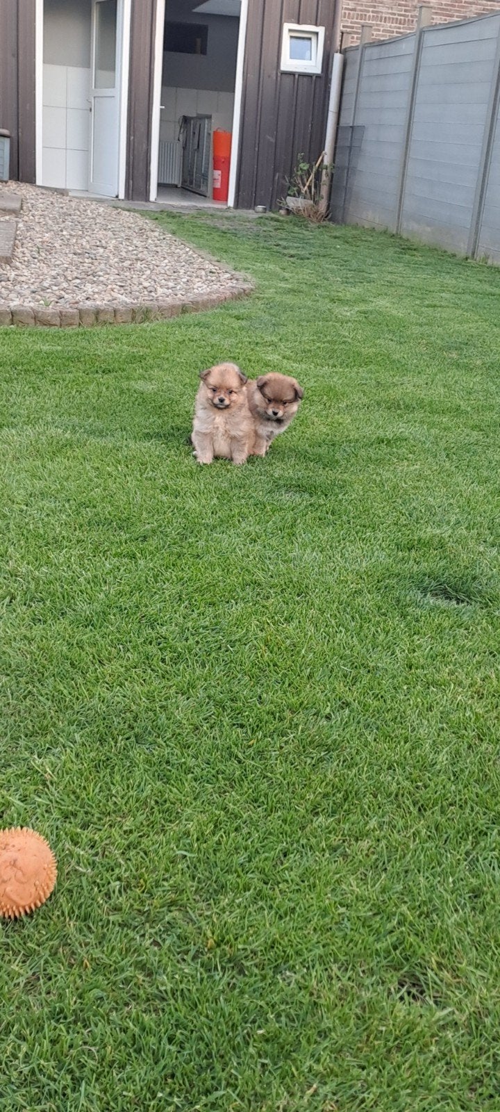Dwergkeesjes, Parvo, België, Keeshond, 8 tot 15 weken