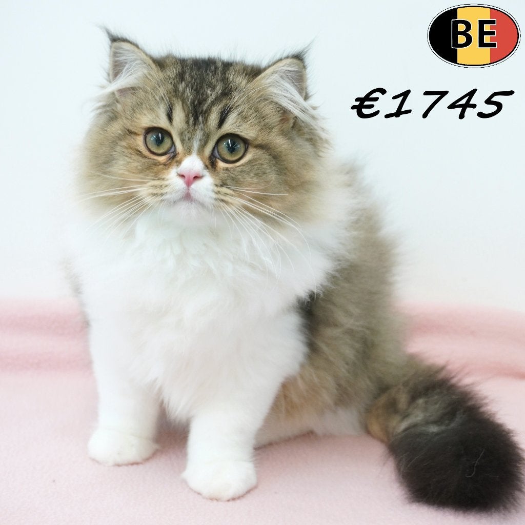 Britse Langhaar kittens, lief en aanhankelijk (Belgisch), Dieren en Toebehoren, Meerdere dieren, Gechipt, 0 tot 2 jaar