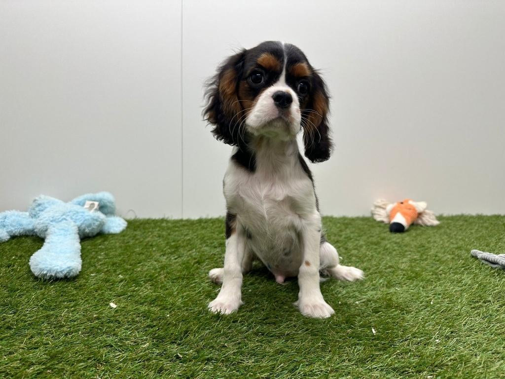 Chiots Cavalier King Charles Spaniel, Animaux & Accessoires, Chiens | Retrievers, Épagneuls & Chiens d'eau, Hépatite contagieuse (maladie de Rubarth)