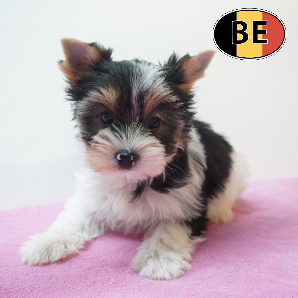 Charmante Biewer Yorkshire-puppy's te koop (Belgisch), Yorkshire Terriër, België, Handelaar, CDV (hondenziekte)