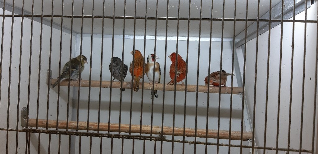 Canary Dolls, agate rouge, onyx, pigment, Animaux & Accessoires, Oiseaux | Oiseaux Autre, Plusieurs animaux, Oiseau chanteur sauvage