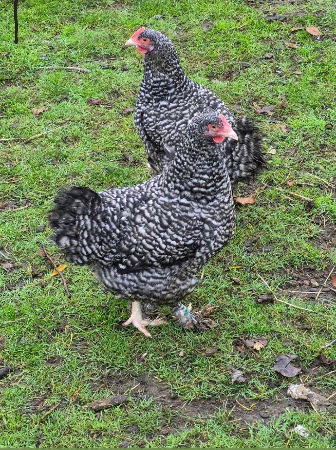 mechelse koekoek hennen, Dieren en Toebehoren, Vrouwelijk, Kip