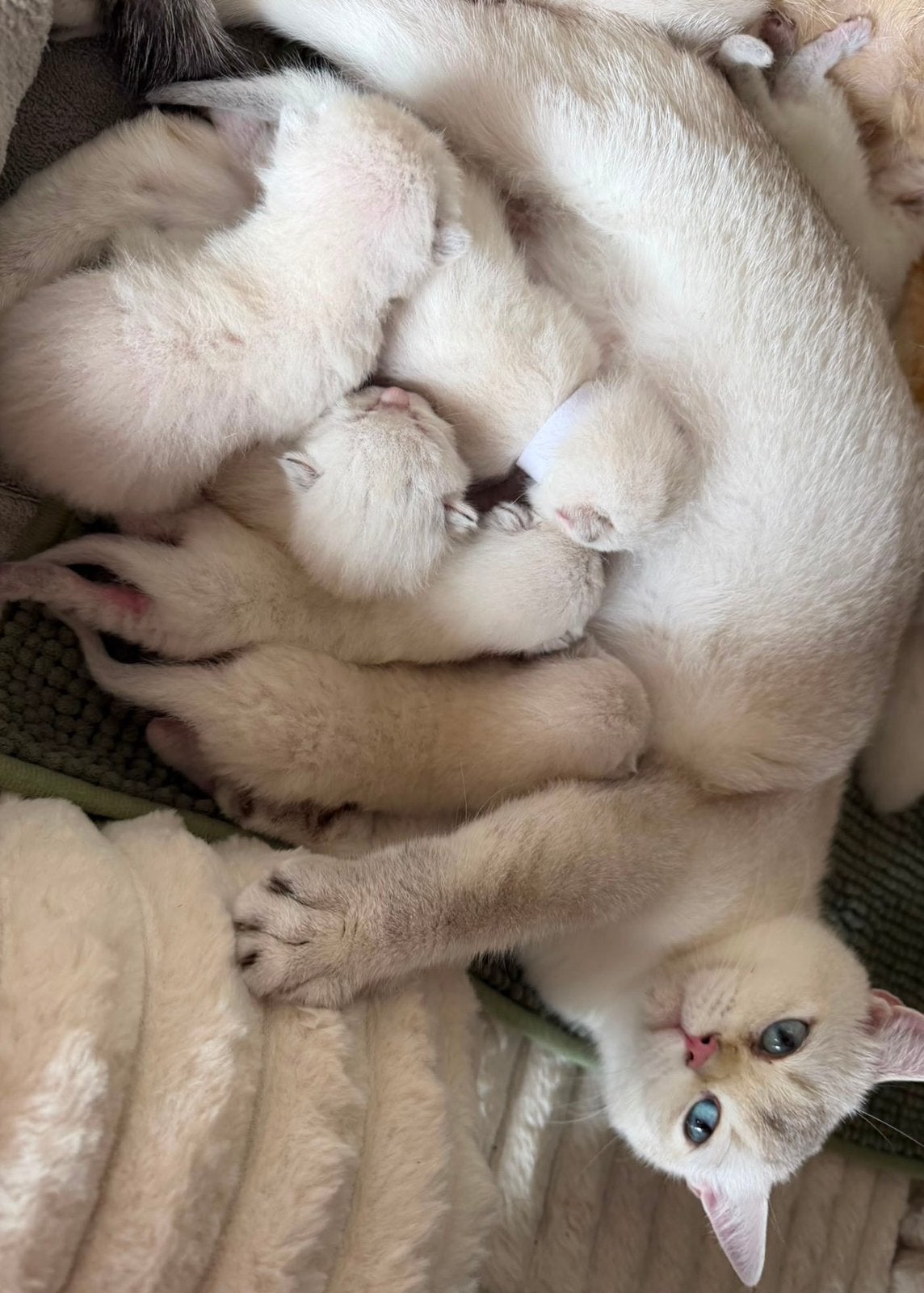 Chatons British Shorthair Point à vendre, Plusieurs animaux, Avec puce électronique, 0 à 2 ans