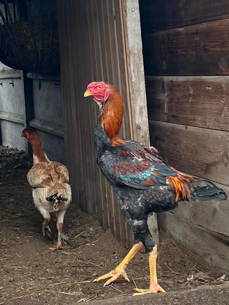 Broedeieren indio gigante, Sexe inconnu, Poule ou poulet