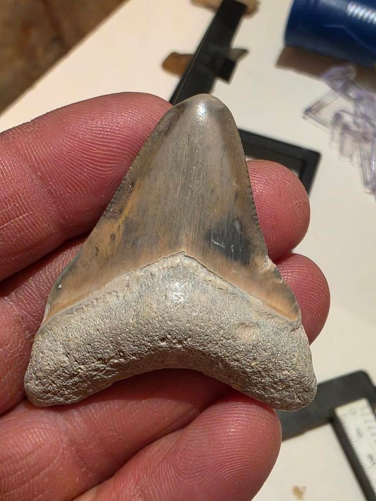 Prachtige megalodon tand uit bone valley Florida 5,1 cm., Verzamelen, Mineralen en Fossielen, Fossiel, Ophalen of Verzenden