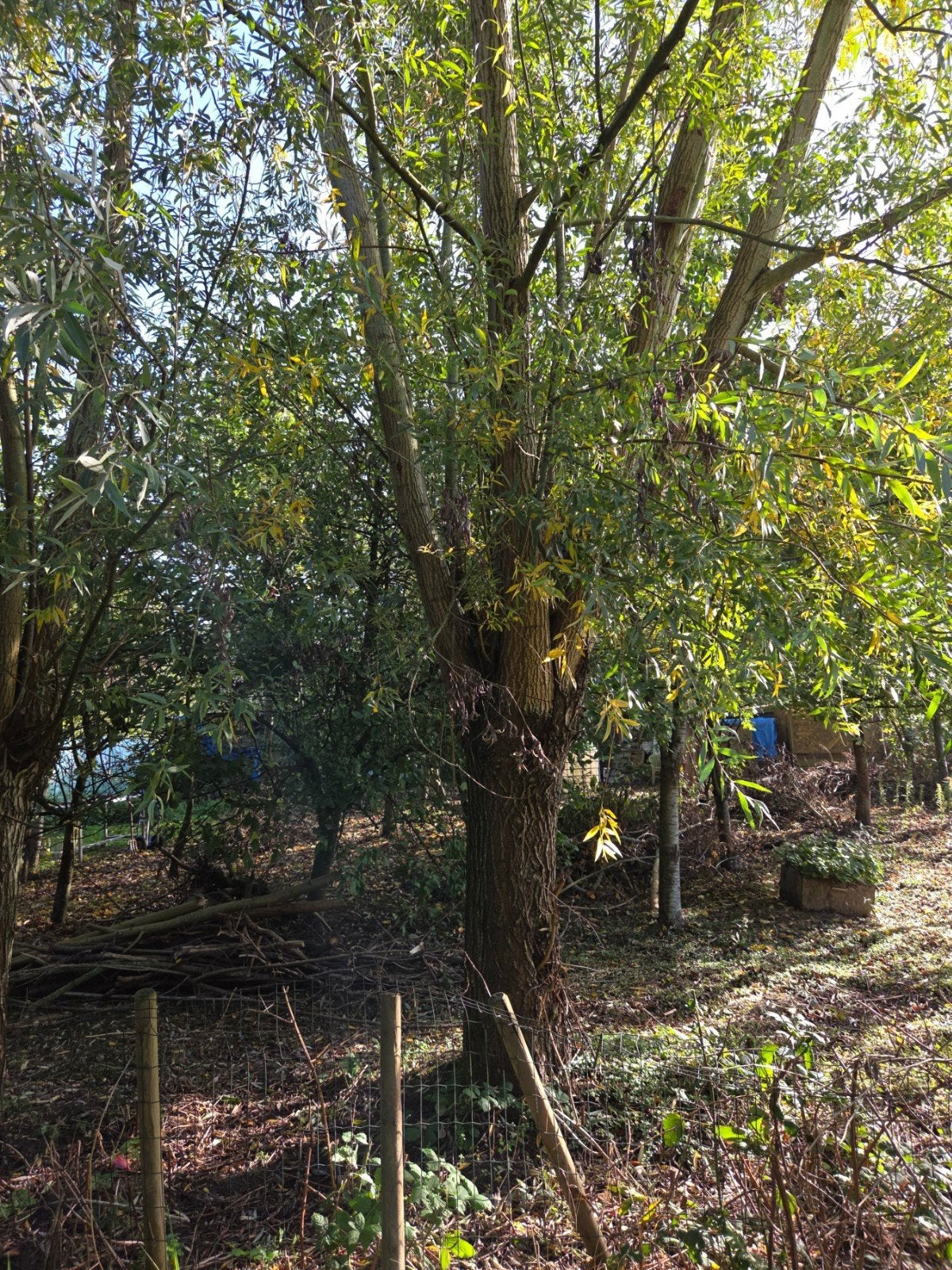 Gratis brandhout, Tuin en Terras, Ophalen