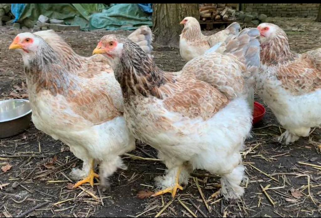 Broedeieren Brahma zalm blauw, Dieren en Toebehoren, Geslacht onbekend, Kip