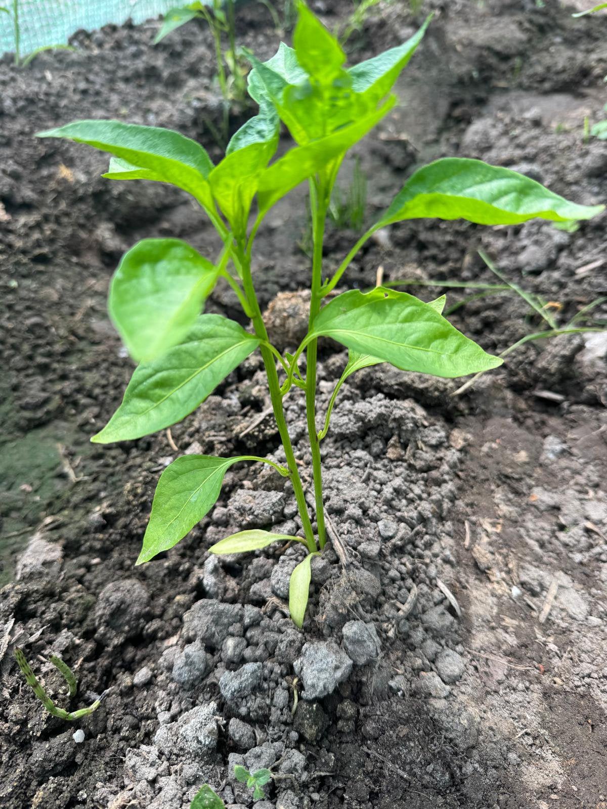 Groenten plantjes, Ophalen