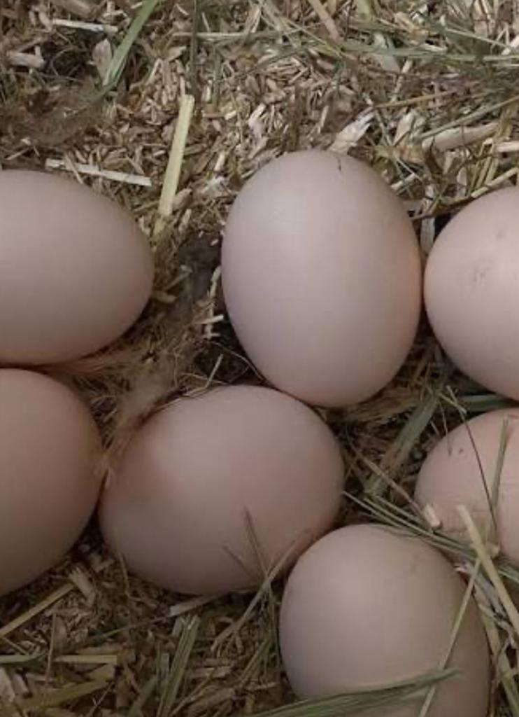 Ukkelse baardkriel broedeieren, Sexe inconnu, Poule ou poulet