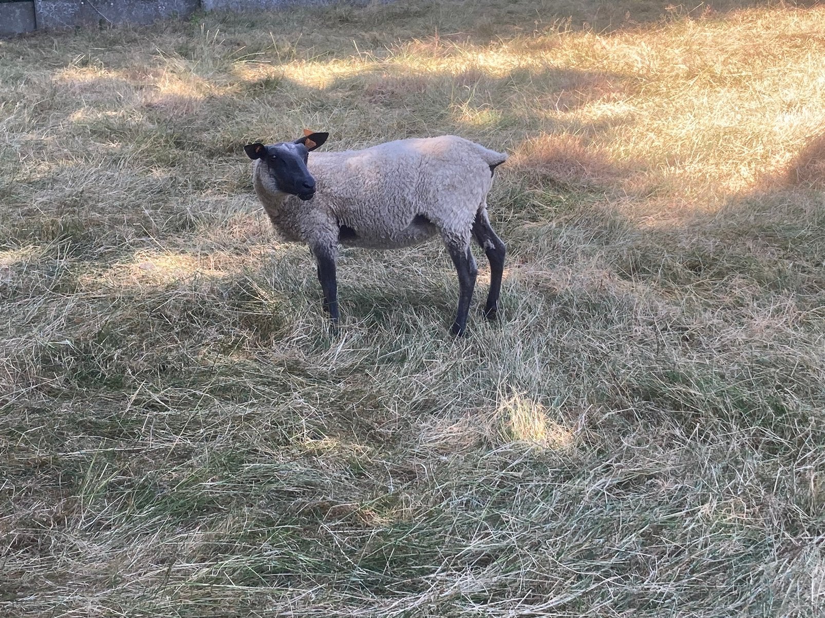 Bleu du maine jaarling ooi, Animaux & Accessoires, Moutons, Chèvres & Cochons