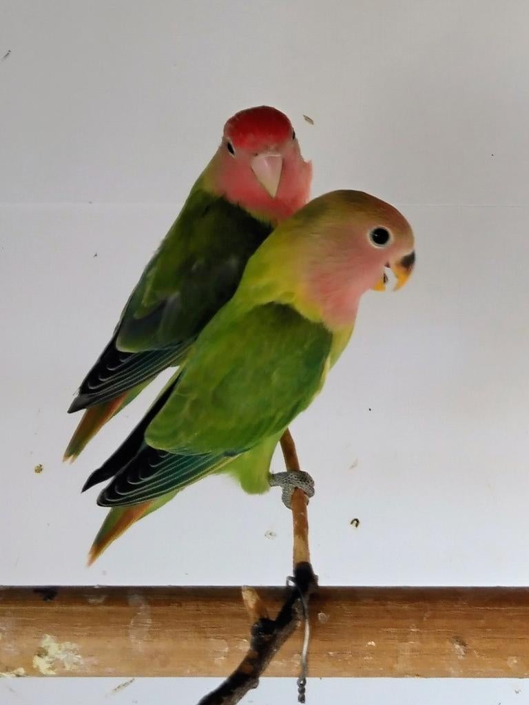 Dwergpapegaai, Dieren en Toebehoren, Dwergpapegaai of Agapornis, Tam