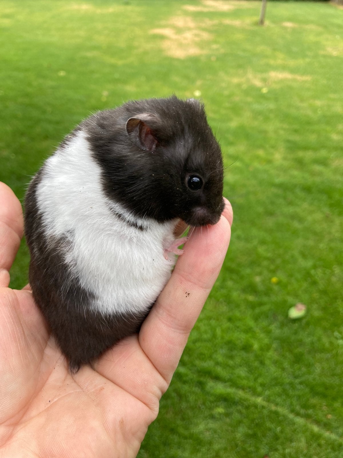 Goudhamster, Dieren en Toebehoren, Mei, Vrouwelijk, Hamster