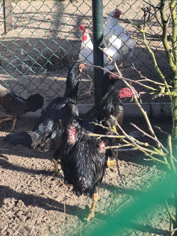 shamo, Plusieurs animaux, Poule ou poulet