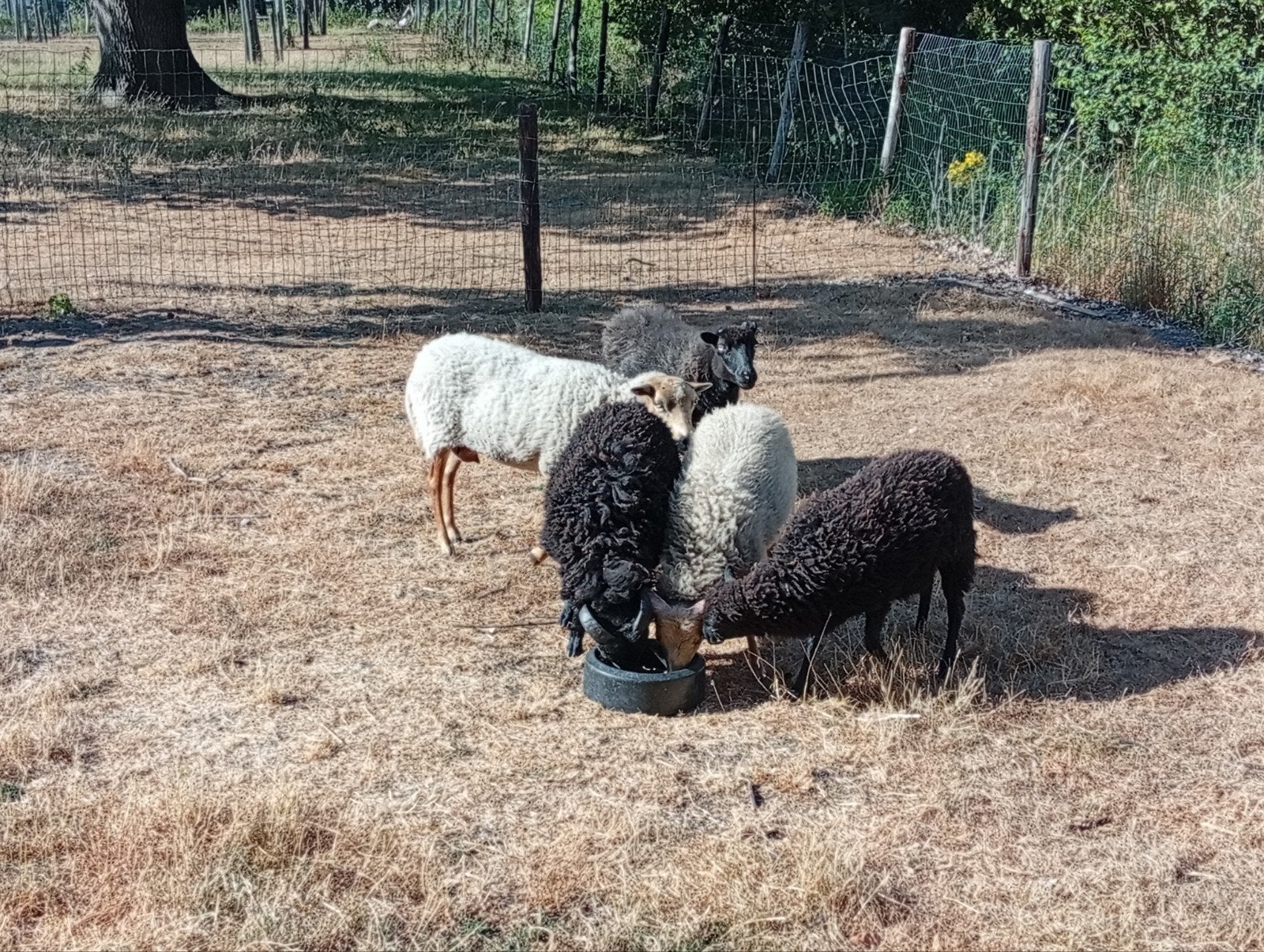 quessant schapen