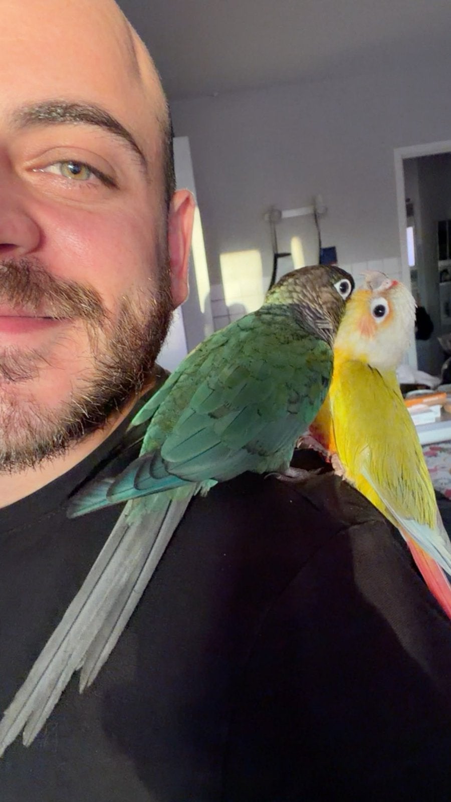 Conure Pineapple (Femelle), Animaux & Accessoires, Femelle, Perroquet, Domestique