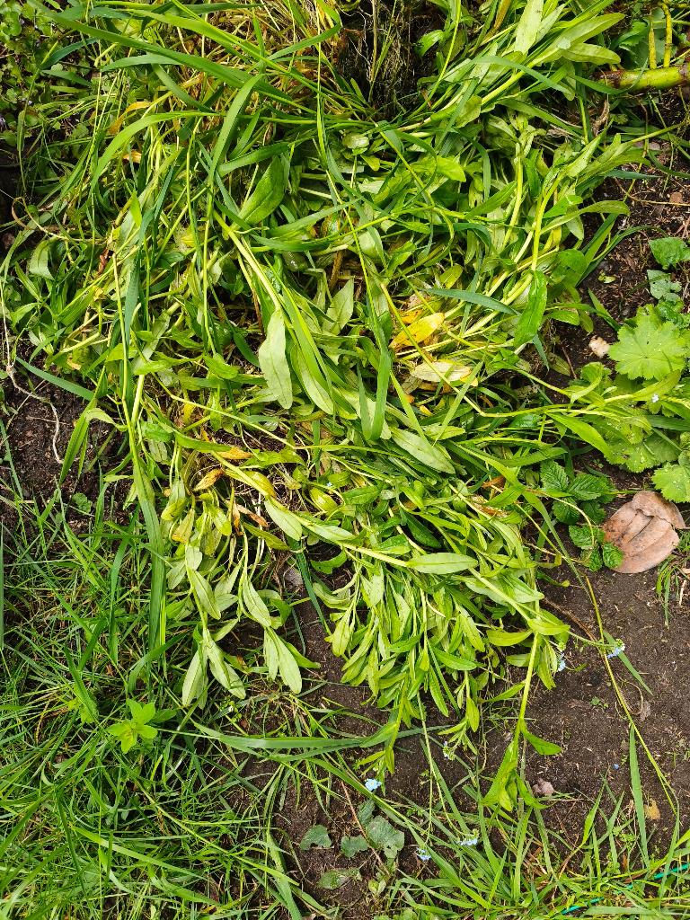 vijver plant Moeras vergeet me nietje - Gratis af te halen, Tuin en Terras, Planten | Tuinplanten, Ophalen, Volle zon, Vaste plant