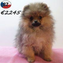 Magnifiques Spitz - chiots à vendre, Animaux & Accessoires, Chiens | Huskys, Loulous & Types primitifs, 15 semaines à 1 an, Autres races